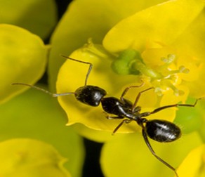 Fertilization & Pest Control